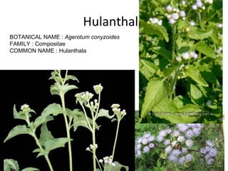 Hulanthala BOTANICAL NAME :  Agerotum conyzoides FAMILY : Compositae COMMON NAME : Hulanthala 