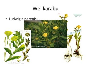 Wel karabu Ludwigia perenis L 