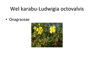 Wel karabu-Ludwigia octovalvis Onagraceae 