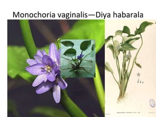 Monochoria vaginalis—Diya habarala 