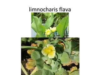 limnocharis flava 
