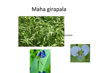 Maha girapala http://butterflies.heuristron.net/pictures/mainPage/plants/host/DSC09292.JPG 