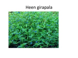 Heen girapala 