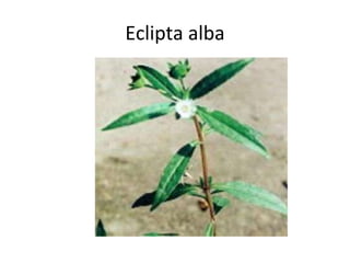 Eclipta alba 
