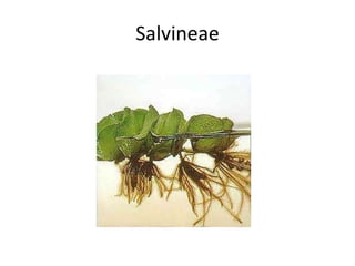 Salvineae 