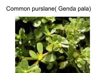 Common purslane( Genda pala) 