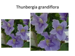 Thunbergia grandiflora 