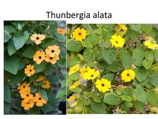 Thunbergia alata 