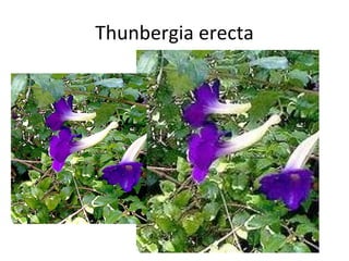 Thunbergia erecta 