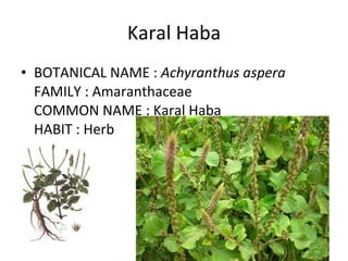 Karal Haba BOTANICAL NAME :  Achyranthus aspera FAMILY : Amaranthaceae COMMON NAME : Karal Haba HABIT : Herb 