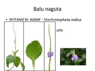 Balu naguta BOTANICAL NAME :  Stachytarpheta indica FAMILY : Verbenaceae COMMON NAME : Balu Naguta HABIT : Herb 