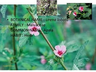 Apala BOTANICAL NAME :  Urena lobata FAMILY : Malvaceae COMMON NAME : Apala HABIT : Herb 