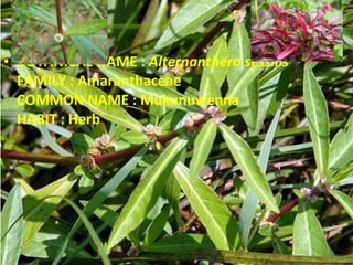 BOTANICAL NAME :  Alternanthera sessilis FAMILY : Amaranthaceae COMMON NAME : Mukunuwenna HABIT : Herb 