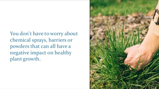 Weeds in Your Vegetable Garden