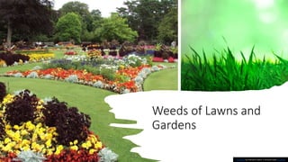 Weeds of Lawns and Gardens .pptx
