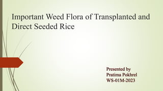 Important Weed Flora of Transplanted and
Direct Seeded Rice
Presented by
Pratima Pokhrel
WS-01M-2023
 