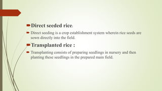 Matrix Direct Seed Rice weeds of rice July 19.pptx