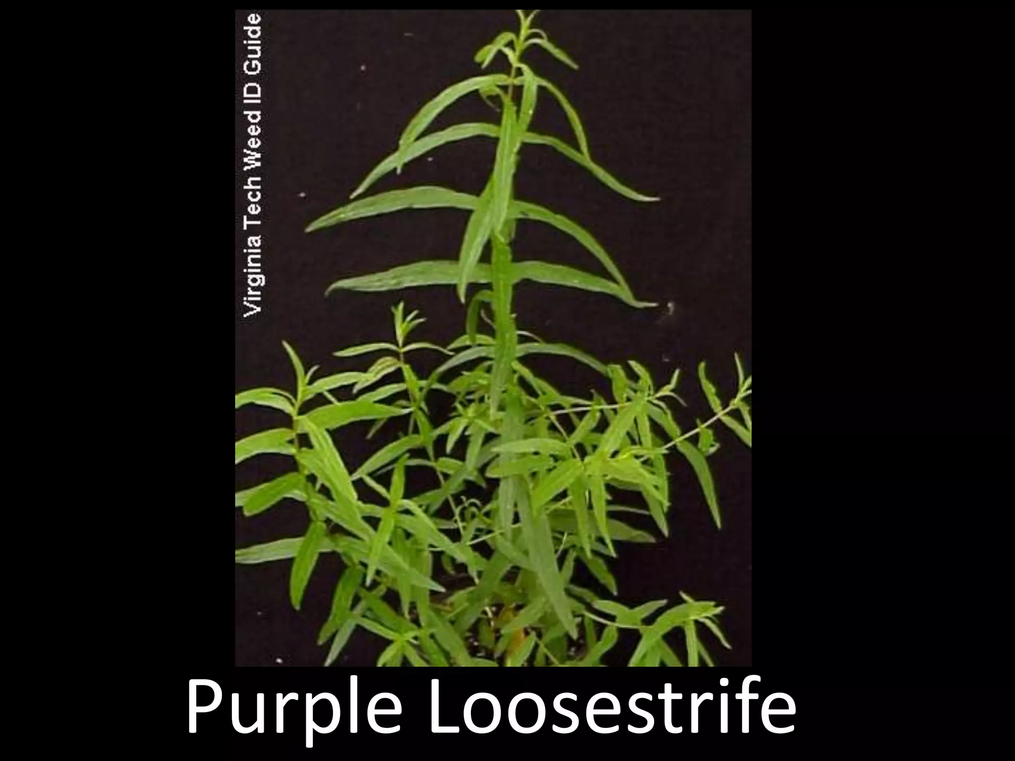 Weeds Of Utah PPTX weeds-of-utah-pptx