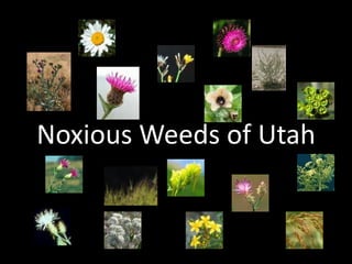 Noxious Weeds of Utah
 