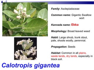 Calotropis gigantea
Family: Asclepiadaceae
Common name: Gigantic Swallow
wort
Kannada name: Ekka
Morphology: Broad leaved weed
Habit: Large shrub, trunk stout,
pale, shoots woolly, perennial.
Propagation: Seeds
Habitat: Common in all plains,
waste lands, dry lands, especially in
black soil.
 