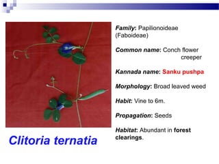 Family: Papilionoideae
(Faboideae)
Common name: Conch flower
creeper
Kannada name: Sanku pushpa
Morphology: Broad leaved weed
Habit: Vine to 6m.
Propagation: Seeds
Habitat: Abundant in forest
clearings.
Clitoria ternatia
 