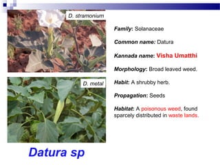 Datura sp
D. metal
D. stramonium
Family: Solanaceae
Common name: Datura
Kannada name: Visha Umatthi
Morphology: Broad leaved weed.
Habit: A shrubby herb.
Propagation: Seeds
Habitat: A poisonous weed, found
sparcely distributed in waste lands.
 