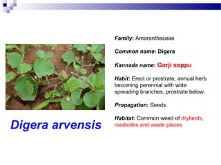 Digera arvensis
Family: Amaranthaceae
Common name: Digera
Kannada name: Gorji soppu
Habit: Erect or prostrate, annual herb
becoming perennial with wide
spreading branches, prostrate below.
Propagation: Seeds
Habitat: Common weed of drylands,
roadsides and waste places
 