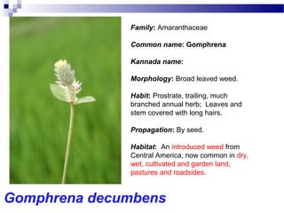 Gomphrena decumbens
Family: Amaranthaceae
Common name: Gomphrena
Kannada name:
Morphology: Broad leaved weed.
Habit: Prostrate, trailing, much
branched annual herb; Leaves and
stem covered with long hairs.
Propagation: By seed.
Habitat: An introduced weed from
Central America, now common in dry,
wet, cultivated and garden land,
pastures and roadsides.
 