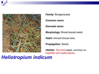 Heliotropium indicum
Family: Boraginaceae
Common name:
Kannada name:
Morphology: Broad leaved weed.
Habit: Annual hirsute herb.
Propagation: Seeds
Habitat: Dry land weed, common on
roadside and waste places.
 
