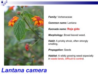 Lantana camera
Family: Verbenaceae
Common name: Lantana
Kannada name: Roja gida
Morphology: Broad leaved weed.
Habit: A prickly shrub, often strongly
smelling.
Propagation: Seeds
Habitat: A wildly growing weed especially
in waste lands, difficult to control.
 