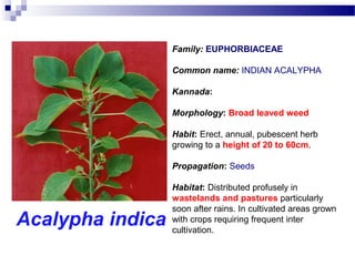 Family: EUPHORBIACEAE
Common name: INDIAN ACALYPHA
Kannada:
Morphology: Broad leaved weed
Habit: Erect, annual, pubescent herb
growing to a height of 20 to 60cm.
Propagation: Seeds
Habitat: Distributed profusely in
wastelands and pastures particularly
soon after rains. In cultivated areas grown
with crops requiring frequent inter
cultivation.
Acalypha indica
 