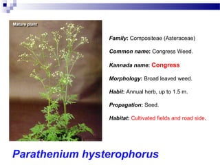 Parathenium hysterophorus
Family: Compositeae (Asteraceae)
Common name: Congress Weed.
Kannada name: Congress
Morphology: Broad leaved weed.
Habit: Annual herb, up to 1.5 m.
Propagation: Seed.
Habitat: Cultivated fields and road side.
 