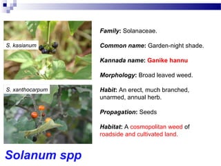 Solanum spp
S. kasianum
S. xanthocarpum
Family: Solanaceae.
Common name: Garden-night shade.
Kannada name: Ganike hannu
Morphology: Broad leaved weed.
Habit: An erect, much branched,
unarmed, annual herb.
Propagation: Seeds
Habitat: A cosmopolitan weed of
roadside and cultivated land.
 