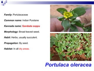 Portulaca oleracea
Family: Portulacaceae
Common name: Indian Purslane
Kannada name: Gandada soppu
Morphology: Broad leaved weed.
Habit: Herbs, usually succulent.
Propagation: By seed.
Habitat: In all dry areas.
 