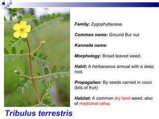 Tribulus terrestris
Family: Zygophyllaceae.
Common name: Ground Bur nut
Kannada name:
Morphology: Broad leaved weed.
Habit: A herbaceous annual with a deep
root.
Propagation: By seeds carried in cocci
(bits of fruit)
Habitat: A common dry land weed; also
of medicinal value.
 