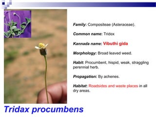 Tridax procumbens
Family: Compositeae (Asteraceae).
Common name: Tridox
Kannada name: Vibuthi gida
Morphology: Broad leaved weed.
Habit: Procumbent, hispid, weak, straggling
perennial herb.
Propagation: By achenes.
Habitat: Roadsides and waste places in all
dry areas.
 