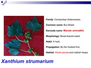 Xanthium strumarium
Family: Compositae (Asteraceae).
Common name: Bur-Weed.
Kannada name: Marule ummatthi.
Morphology: Broad leaved weed.
Habit: A herb.
Propagation: By the hooked fruit.
Habitat: Waste places and rubbish heaps
 