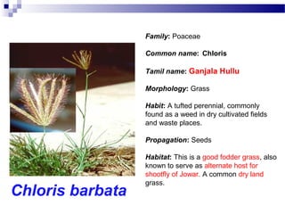 Chloris barbata
Family: Poaceae
Common name: Chloris
Tamil name: Ganjala Hullu
Morphology: Grass
Habit: A tufted perennial, commonly
found as a weed in dry cultivated fields
and waste places.
Propagation: Seeds
Habitat: This is a good fodder grass, also
known to serve as alternate host for
shootfly of Jowar. A common dry land
grass.
 