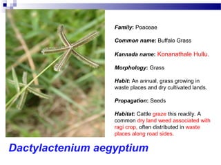 Dactylactenium aegyptium
Family: Poaceae
Common name: Buffalo Grass
Kannada name: Konanathale Hullu.
Morphology: Grass
Habit: An annual, grass growing in
waste places and dry cultivated lands.
Propagation: Seeds
Habitat: Cattle graze this readily. A
common dry land weed associated with
ragi crop, often distributed in waste
places along road sides.
 