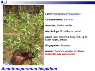 Family: Compositae(Asteraceae)
Common name: Star Burr
Kannada: Kadle mullu
Morphology: Broad leaved weed
Habit: Erect branched, hairy herb, up to
50cm height, annual.
Propagation: Achenes
Habitat: Common weed of dry lands,
roadsides and wastelands.
Acanthospermum hispidum
 