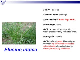 Elusine indica
Family: Poaceae
Common name: Wild ragi
Kannada name: Kadu ragi Hullu.
Morphology: Grass
Habit: An annual, grass growing in
waste places and dry cultivated lands.
Propagation: Seeds
Habitat: Cattle graze this readily. A
common dry land weed associated
with ragi crop, often distributed in
waste places along road sides.
 