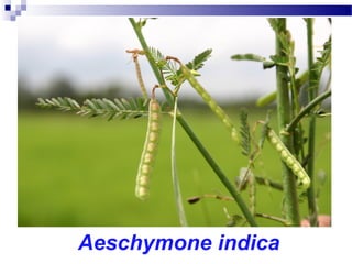 Aeschymone indica
 