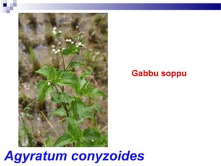 Gabbu soppu
Agyratum conyzoides
 