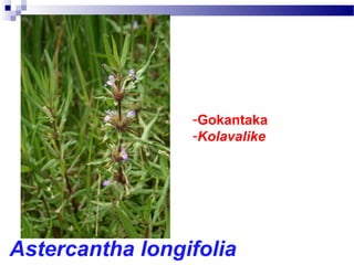 -Gokantaka
-Kolavalike
Astercantha longifolia
 