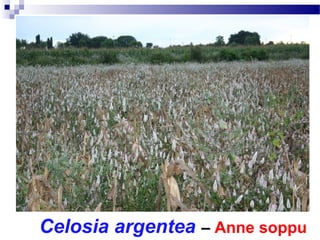 Celosia argentea – Anne soppu
 