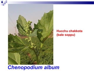 Chenopodium album
Hucchu chakkota
(bale soppu)
 