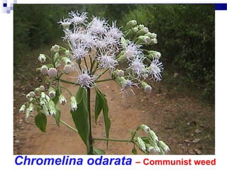 Chromelina odarata – Communist weed
 