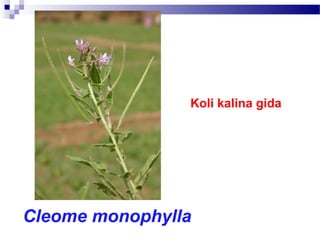 Koli kalina gida
Cleome monophylla
 