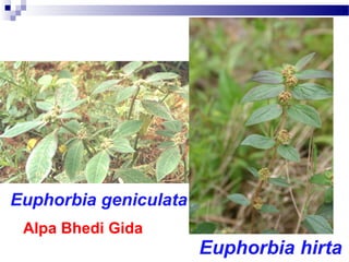Euphorbia geniculata
Euphorbia hirta
Alpa Bhedi Gida
 