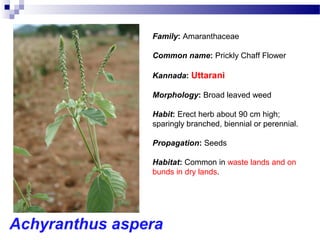 Family: Amaranthaceae
Common name: Prickly Chaff Flower
Kannada: Uttarani
Morphology: Broad leaved weed
Habit: Erect herb about 90 cm high;
sparingly branched, biennial or perennial.
Propagation: Seeds
Habitat: Common in waste lands and on
bunds in dry lands.
Achyranthus aspera
 